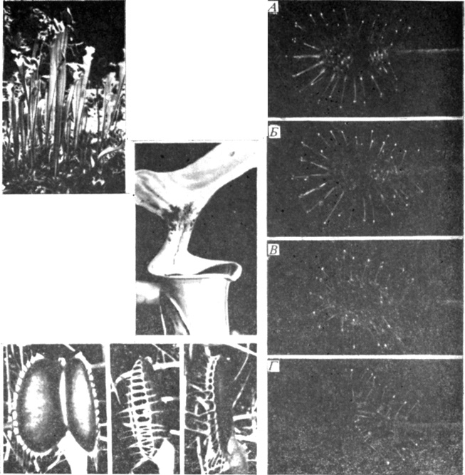 . 13.5.    .  : Sarracenia flava -    -      .       . (  J. Mazrimas, co-editor Carnivorous Plant Newsletter.) :    (Drosera)    .  (    ) -     ,     3 ;  ( 1,25 ) -          ;    -    3  4 .  ,        , ,      .  :    (Dionaea).  :  ,  10   ,       ,        . ( Drosera  Dionaea  Williams. 1976. Proc. Amer. Phil. Soc., 120, 187-204.)