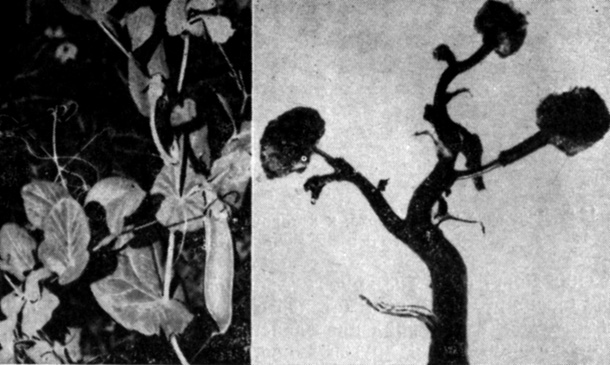 . 13.7.  (Pisum sativum)       (), a Parthenocissus tricuspidata  ,     (). (   Reinbold et al. 1972. In: D. J. Carr, ed., Plant Growth Substances, Springer-Verlag, New York.)