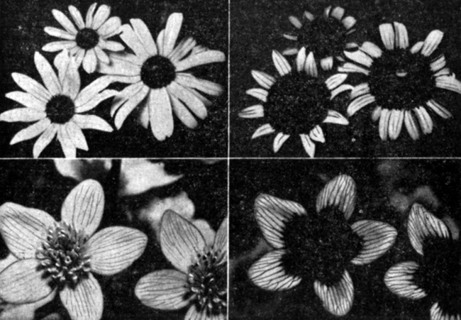 . 15.1.     ( )    .            .  ,   ,            - .    ,       ,   .        ,     ( ),         ,     ,    .       (Rudbeckia serotina),   -  (Caltha palustris). (   T. Eisner, Cornell University.)