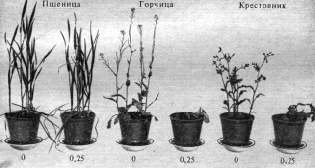 . 15.13.     ,     .        2,4- (       /)   ,  (Sinapis arvensis)   (Senecio vulgaris). (   Agricultural Research Council, Weed Research Organization, Oxford, England.)