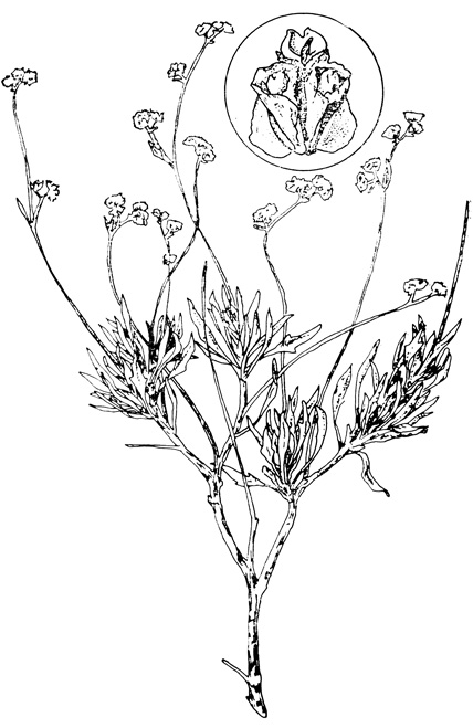 . 16.5.   (Parthenium argentatum). (   N. Vietmeyer, National Academy of Sciences, Washington, D. C.)