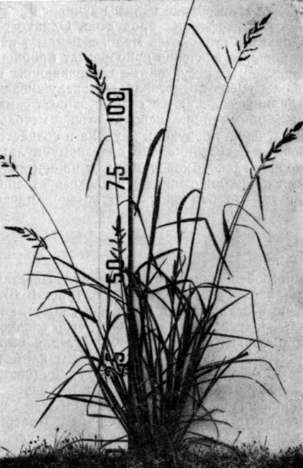. 16.6.  Echinochloa turnerana. (   W. Vietmeyer, National Academy of Sciences, Washington, D. C.)