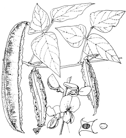 . 16.8.    (Psophocarpus tetragonolobus). (   N. Vietmeyer, National Academy of Sciences, Washington, D. C.)