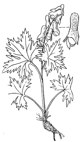   - Aconitum hosteanum