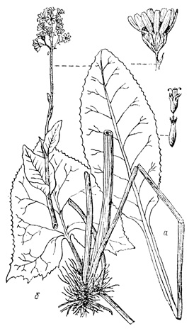   - Ligularia carpatica (), .  - L. bucovinensis ()