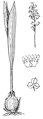   - Hyacinthella leucophaea