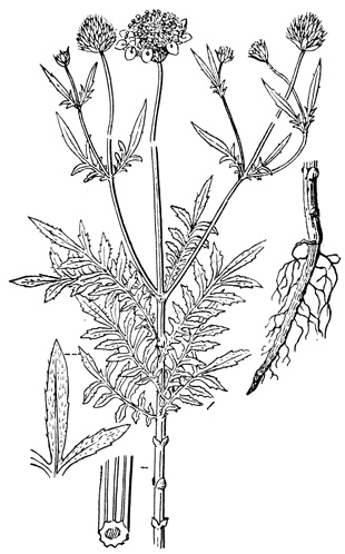   - Cephalaria litwinowii
