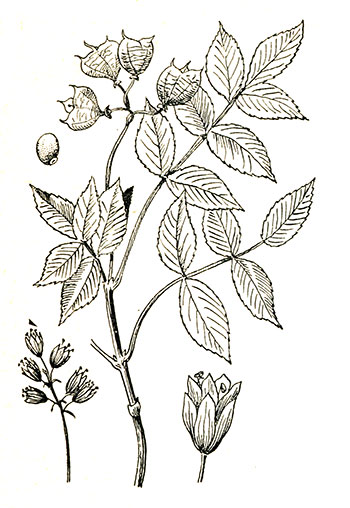  перистая. Клокичка пiрчаста. Staphylea pinnata L. [1978 Чопик .