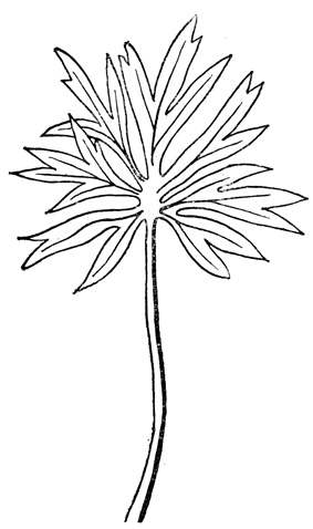  - Pulsatilla latifolia
