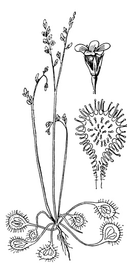   - Drosera rotundifolia