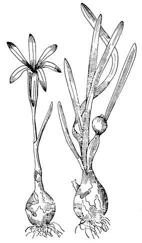   - Sternbergia colchiciflora