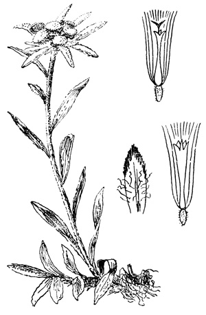   - Leontopodium alpinum
