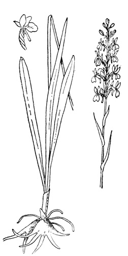   - Gymnadenia odoratissima