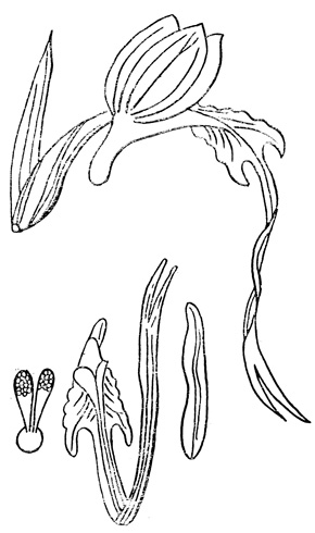   - Himantoglossum caprinum