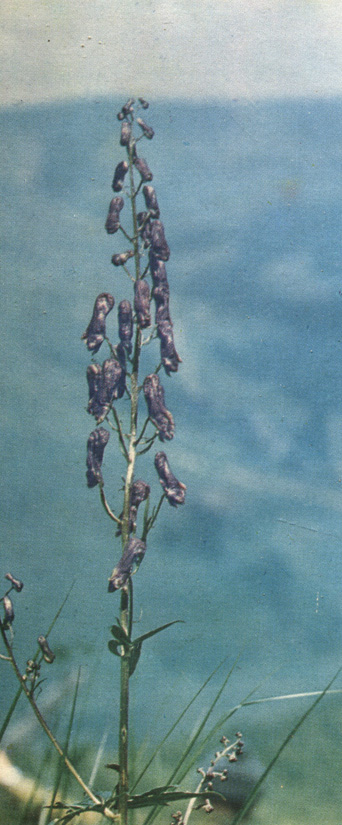   - Aconitum variegatum