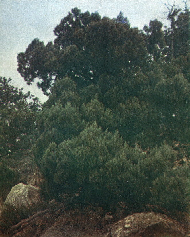  - Juniperus excelsa