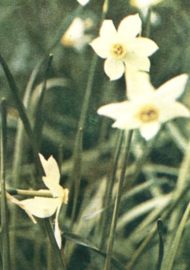   - Narcissus angustifolius