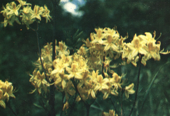   - Rhododendron luteum