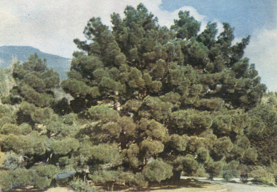   - Pinus stankewiczii