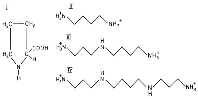 . 4.     : I - , II -  H3N - (CH2)4 - NH3+, III -  H3+N - (CH2)3 - NH2+ - (CH2)4 - NH3+, IV -  H3+N - (CH2)3 - NH2+ - (CH2)4 - NH2+ - (CH2)3 - NH3+