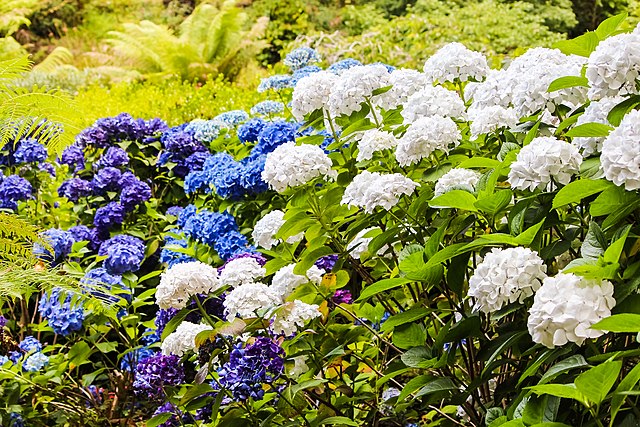 https://en.wikipedia.org/wiki/Hydrangea#/media/File:Hydrangea_flower_summer_garden.jpg