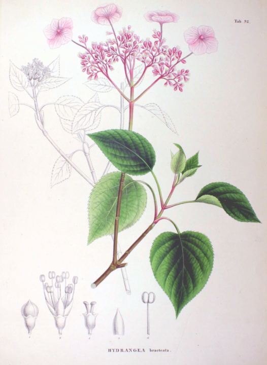 Гортензия вьющаяся. Рисунок из книги “Flora Japonica, Sectio Prima” (1870): https://ru.wikipedia.org/wiki/Гортензия#/media/Файл:Hydrangea_bracteata_SZ92.png