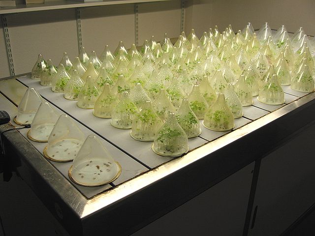 Эксперимент по скорости произрастания (лаборатория физиологии растений): https://en.wikipedia.org/wiki/Plant_physiology#/media/File:Kiemtafel_(germination_table).jpg