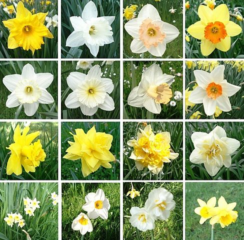Ассортимент сортов нарцисса: https://en.wikipedia.org/wiki/Narcissus_(plant)#/media/File:Narcissus_-_Cultivars.jpg