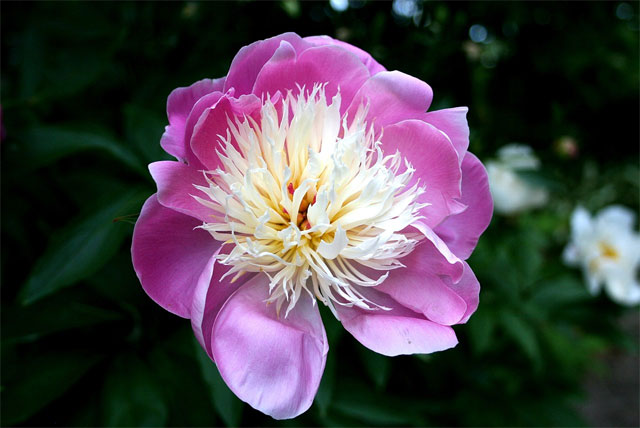 Анемоновидный сорт пиона “Bowl Of Beauty” (“Чаша красоты”): https://en.wikipedia.org/wiki/Peony#/media/File:BowlOfBeauty1b.UME.JPG