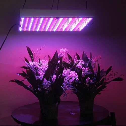     - https://upload.wikimedia.org/wikipedia/commons/5/56/Led_grown_lights_useful.jpg