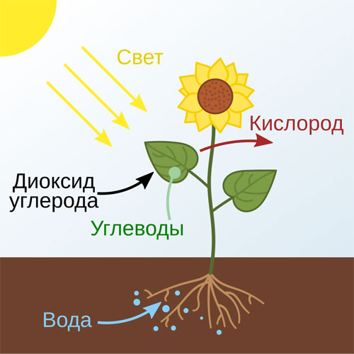  - https://upload.wikimedia.org/wikipedia/commons/thumb/0/09/Photosynthesis_ru.svg/1024px-Photosynthesis_ru.svg.png