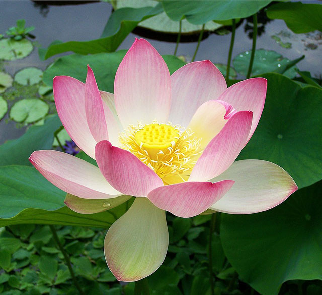 ����� ����������� - https://upload.wikimedia.org/wikipedia/commons/thumb/e/ed/Sacred_lotus_Nelumbo_nucifera.jpg/960px-Sacred_lotus_Nelumbo_nucifera.jpg