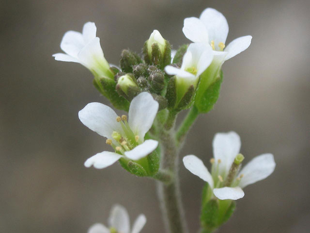 �����-�����, Arabidopsis thaliana, ������ ��������, ����� �������� ��� ������������, �������� ��������� ��������� ���������� - https://upload.wikimedia.org/wikipedia/commons/thumb/6/60/Arabidopsis_thaliana_inflorescencias.jpg/960px-Arabidopsis_thaliana_inflorescencias.jpg